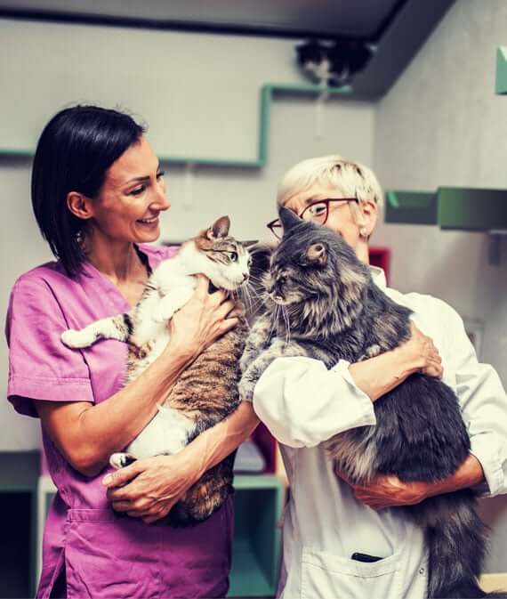 veterinarians holding cats