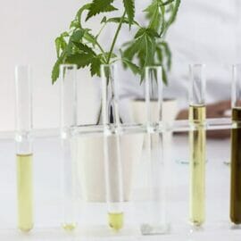 Several test tubes filled with pure CBD oil on a white counter with a potted plant in the background.