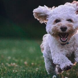 A small, white curly-furred puppy running through a field of grass.