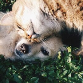 A orange-furred cat and a small dog cuddling in the grass.