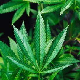 Photo of a cannabis plant, focusing on a single leaf.