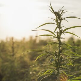Marijuana plant at sunrise.