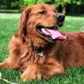 A golden retriever laying in some grass, with a ball in front of it while smiling.