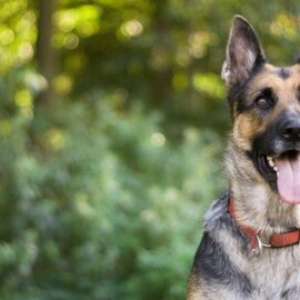 A german shepherd sitting in front of some bushes and trees while smiling.
