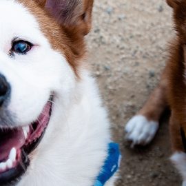 Two smiling brown and white dogs looking up.