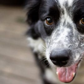 A black and white speckled dog smiling with their tongue out.