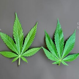 Structure formula of both THC and CBD next to their respective strains of cannabis leaves.