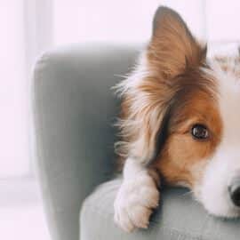 A cute dog resting its head while sitting on the couch.