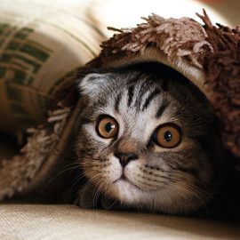A grey kitten emerging from underneath a blanket.