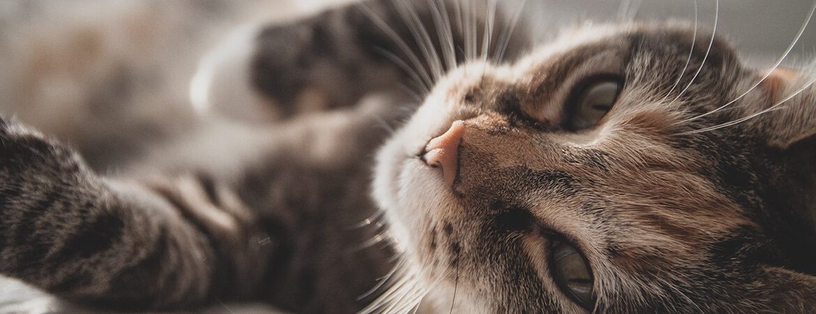 what-are-the-ways-to-give-cbd-to-your-cat-panacea-life-sciences