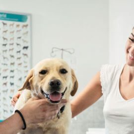 handsome vet helping a pretty woman and her golden lab