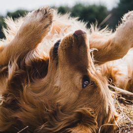 A golden retriever rolling around on its back in a field of dried grass.