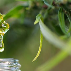 What should I know about CBD oil?