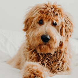 How are the side effects of CBD oil in dog?