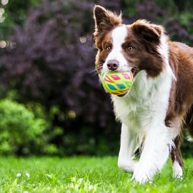 A brown and white dog with a tennis ball in its mouth running through the grass.