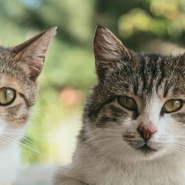 All About CBD Oil for Cats