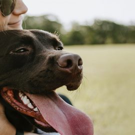 A chocolate Labrador panting next to its owner in a field.