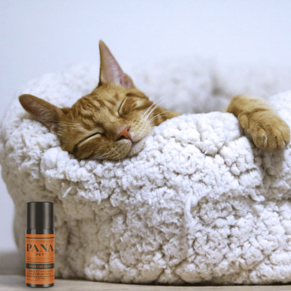 orange cat sleeping in cat bed next to cbd lotion bottle