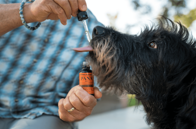 black dog licking cbd oil from dropper