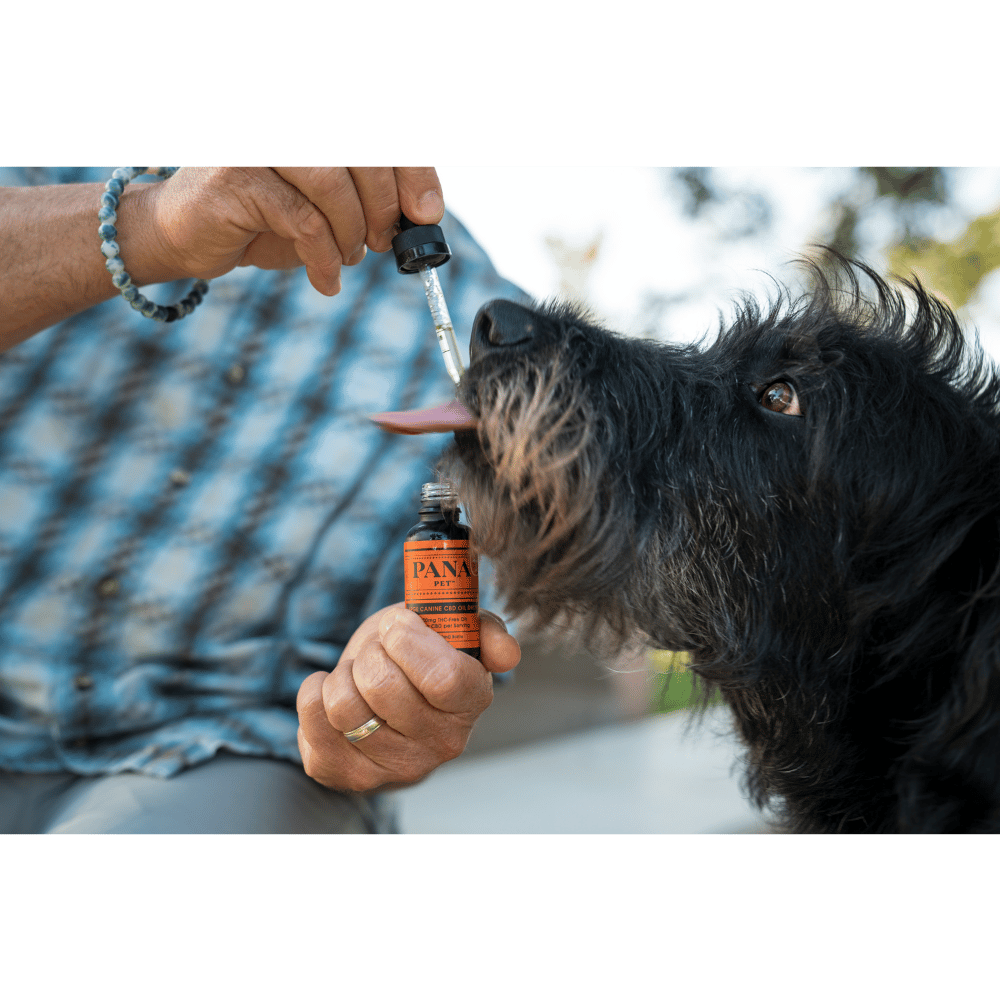 black dog licking cbd oil from dropper