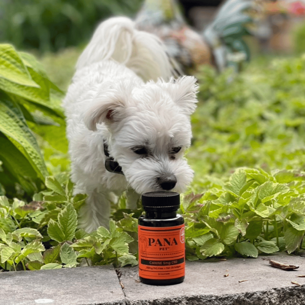 small white dog sniffing at cbd bottle