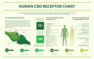 chart showing how the human endocannabinoid system works